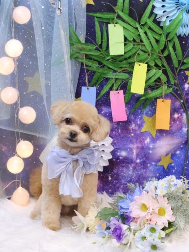 20250701チップくん